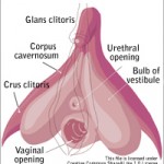 clitoris